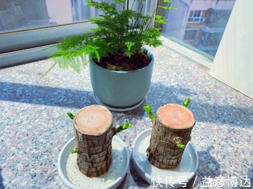 叶子|网上买的小木桩,泡水半个月,臭了还没长芽!
