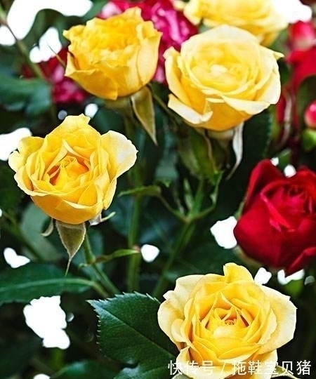 白羊座|未来八天,月老送姻缘,桃花朵朵开的四大星座,注定顺利找到真爱