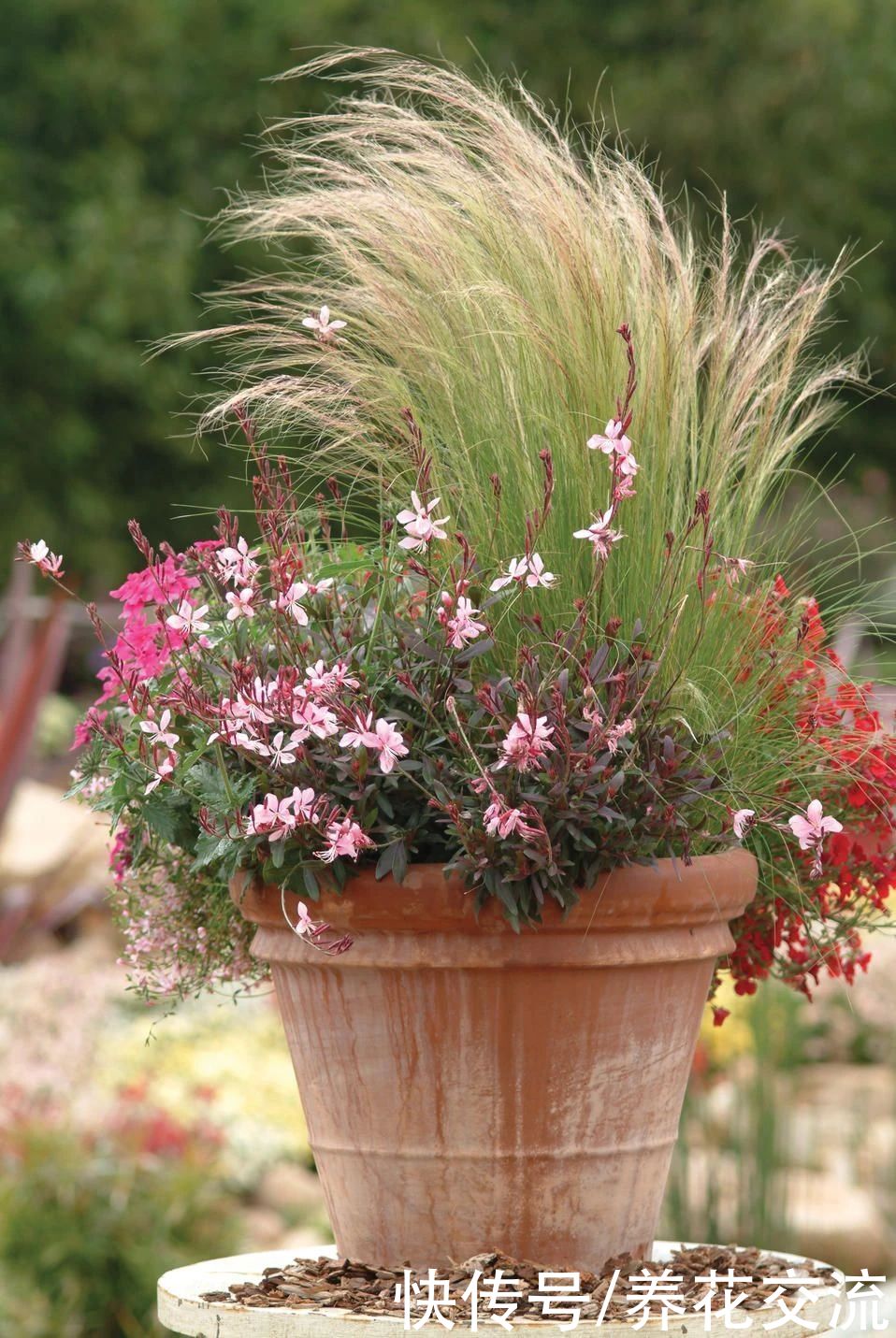 观赏草|6种绝佳的盆栽观赏草，买点种子就可以培育，新手园丁也可练练手