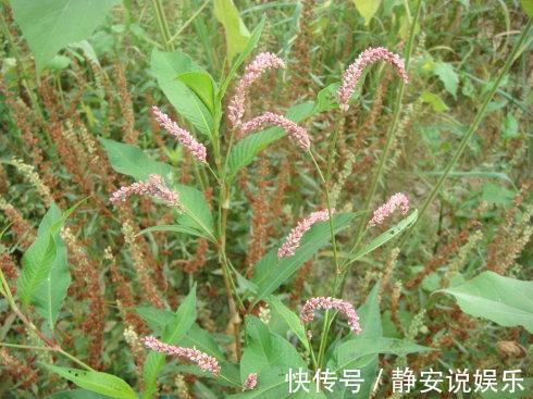 清热解毒|这种农村的野草，不仅能够清热解毒，而且还能够利尿消肿！