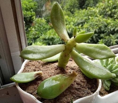 叶子|多肉叶子一碰就掉怎么办?摸清这些病灶、处理方法,一切没问题