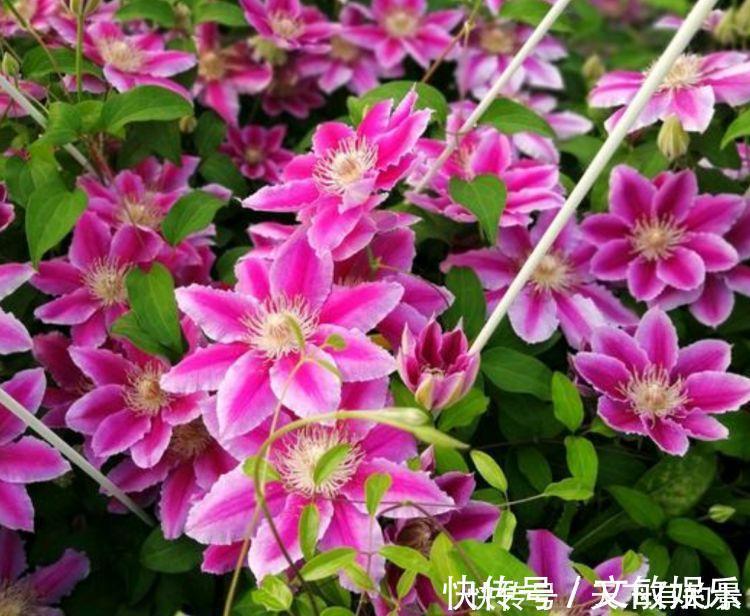 光照|4种花超漂亮,个个美出状态,家里养一盆,招财又纳福!