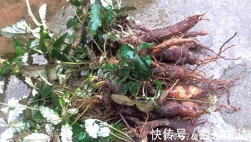 本草便读|根似人参却不是“参”,长在农村过去常忽视,如今20元一斤