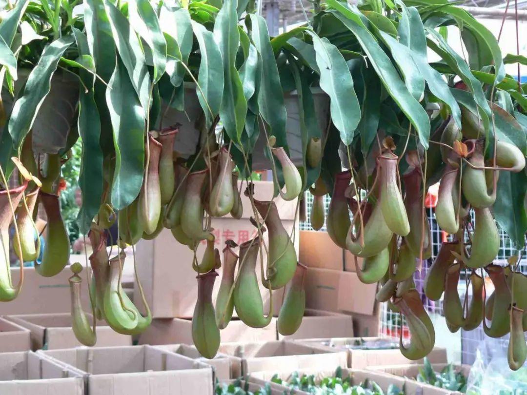 叶子|家里养棵“丑八怪”,霸气镇宅,越养越爱