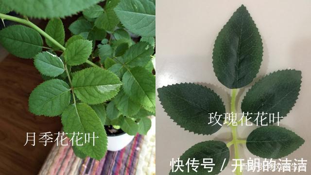 玫瑰花和月季花长得很像，如何正确区分
