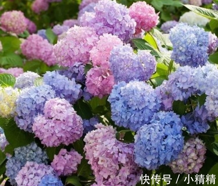 海棠花|四种花常年开花易爆盆,被称为花卉界的劳模,开花漂亮一年不停