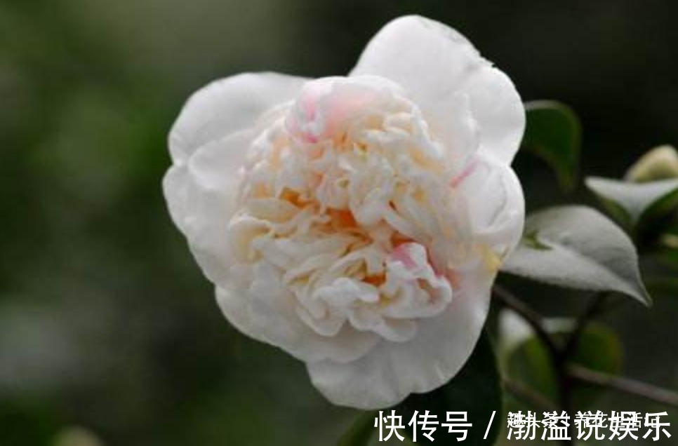 茶花|生长慢的茶花,剪剪后换换土,新芽萌发枝叶茂密,来年花量翻倍!