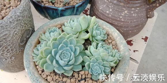 根系|栽种多肉前,这1步不能缺,做到后服盆更快,长得肥,状态美!