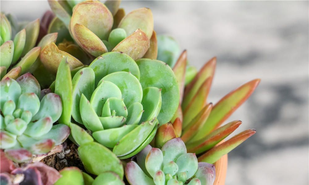 养花试试这几款,看似还未休眠却不能不加节制地浇水和施肥