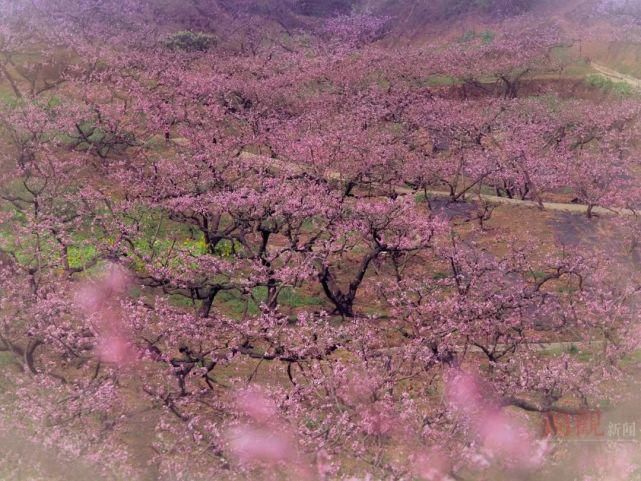 来这里，探寻“粉红花海”……