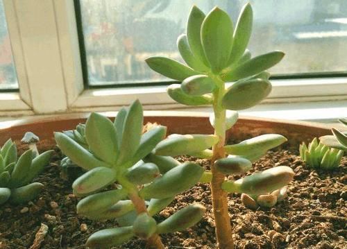 叶子|多肉出现徒长了?揪掉叶子,能变成老桩吗?这个想法“大错”