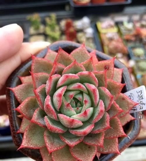 养多肉几天浇一次水?了解掌握几个要点,四季肥嘟嘟美美哒!