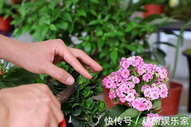 长寿花|长寿花夏天“不行了”,狠心修剪轻松过夏,初秋冒侧芽开始长花苞