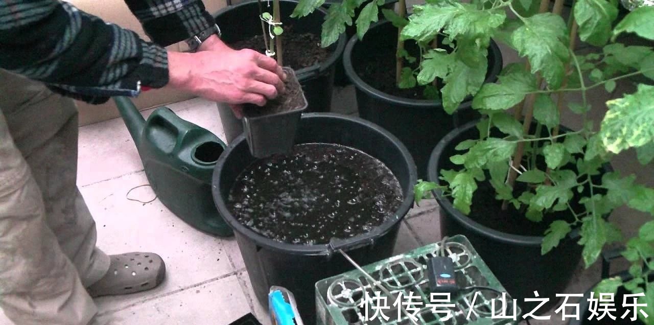 鸡蛋壳|在家里养花时，肥皂水、鸡蛋壳或煮菜的水别丢，是可以用来养花的