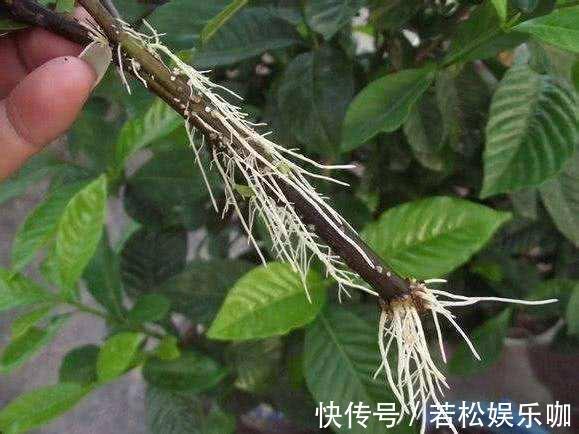 花卉|生根剂不用买,用家家都有的“小东西”,2分钟就能制出来