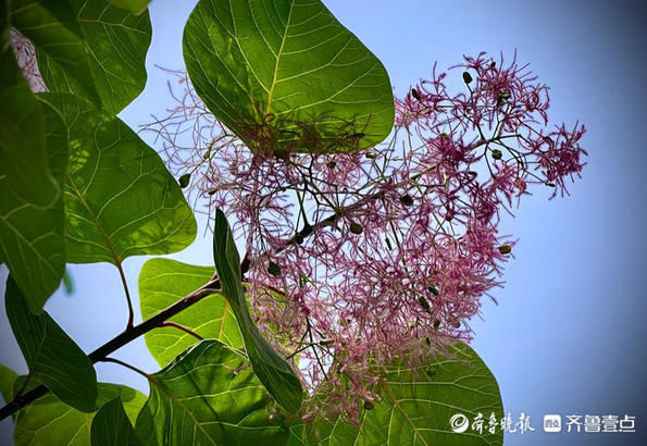 红叶黄栌树开花毛绒绒的，挺好看