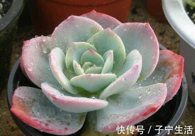 养多肉只知道“少浇水多晒太阳”早不行了,还得这样做