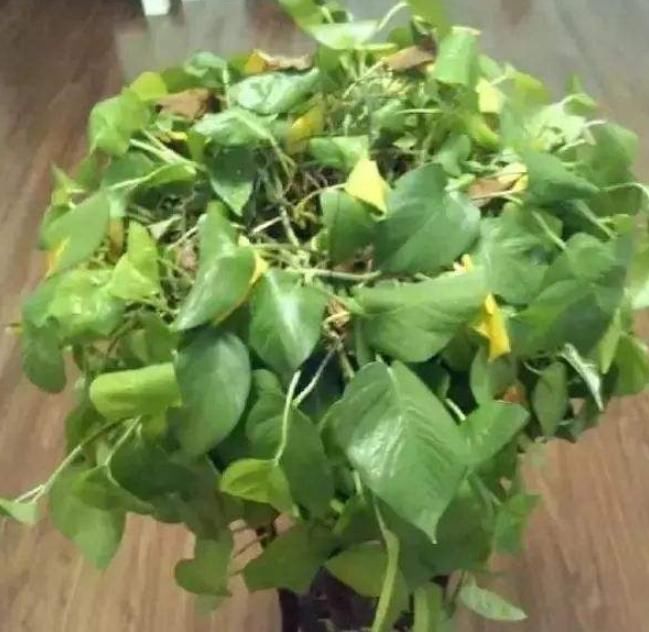 花草黄叶很难治,养花高手教你“几个方法”,轻松能搞定