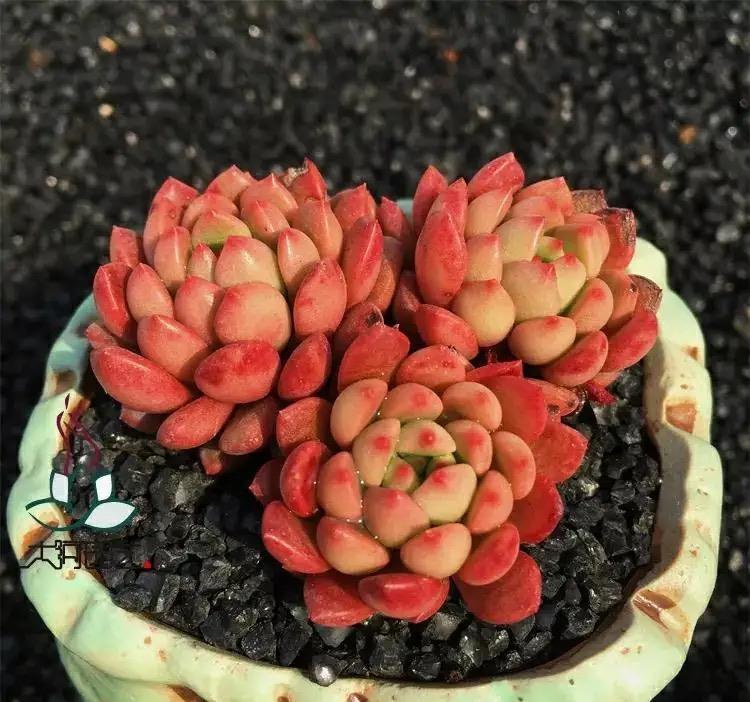 她养的多肉红宝石,叶色红得像火,特别漂亮