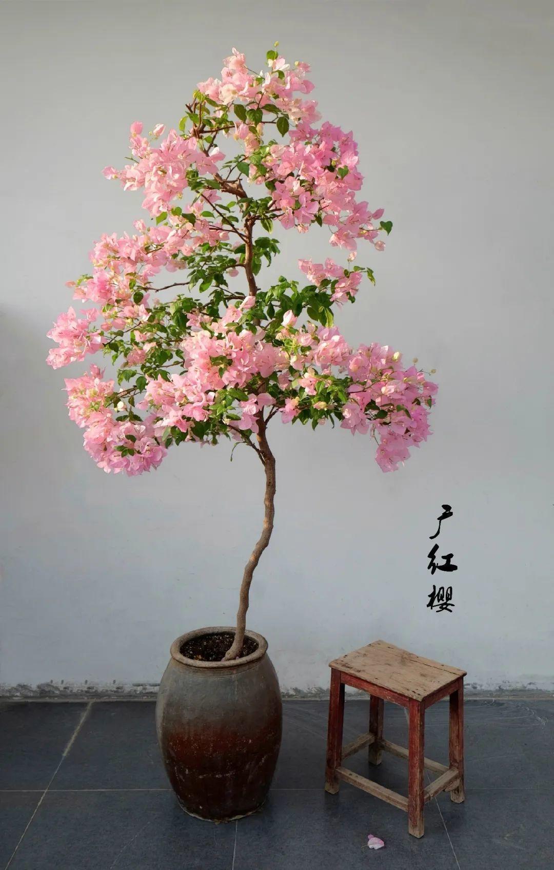 腌咸菜的坛子钻个孔,养花变成巨无霸,特美!