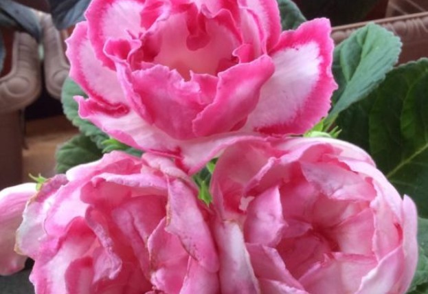 大岩桐要怎么才可以养出大而艳的花,只要剪三刀,观赏价值升高!