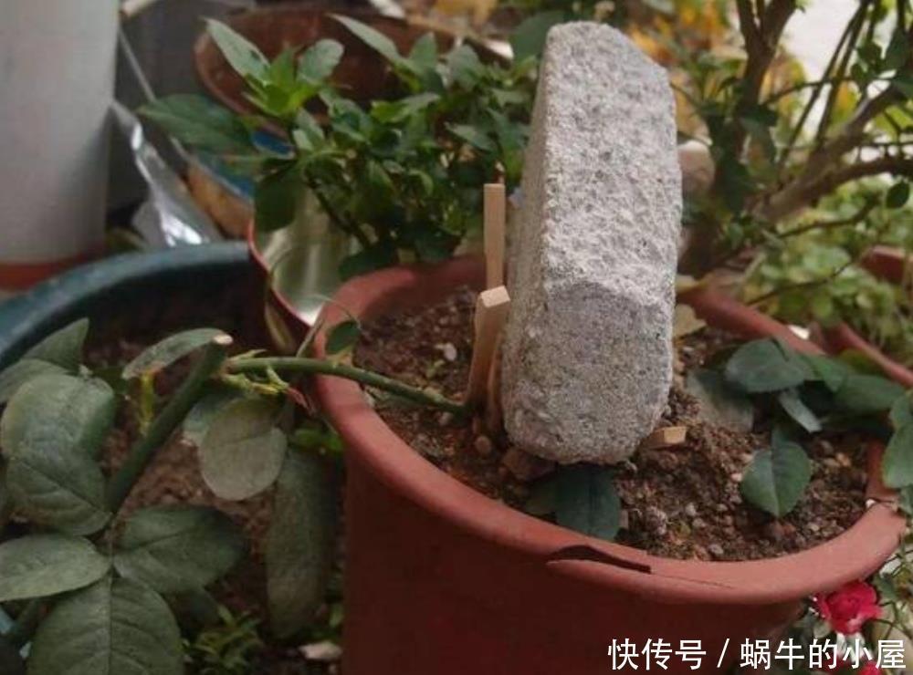 花木扦插不生根,学会另2种繁殖方法,生根快、成活率更高