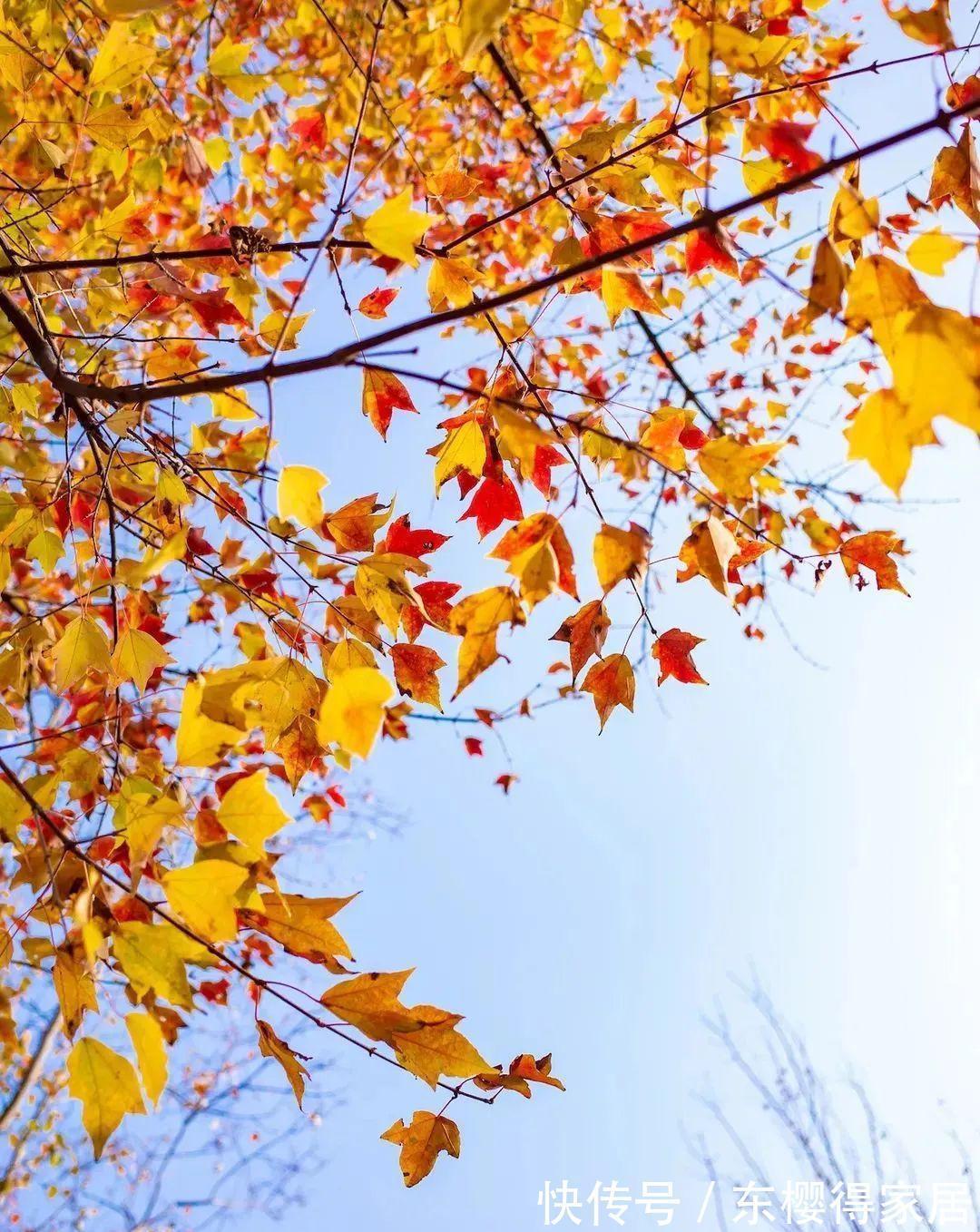 阳台上|从繁殖到造型,在开启三角枫盆景制作过程中感受缤纷世界!