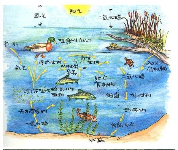 无灵魂的可视锚鱼这不是钓鱼，而是水下猎杀，被多地禁用