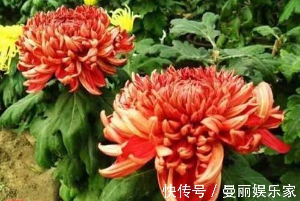 花都会|喜欢养菊，那就养”优良名菊“徐妃醉妆，如秀丽妆容，清奇典雅