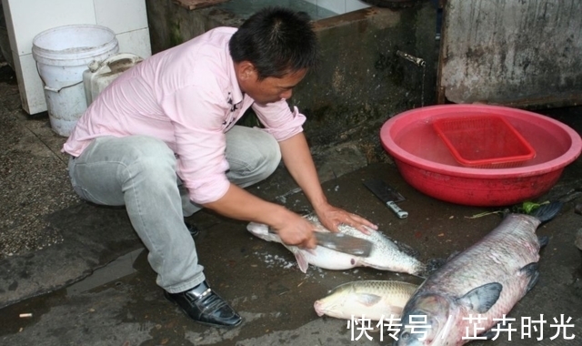 青鱼石|农村小伙钓鱼钓到二十多斤大鱼，杀鱼时在体内发现了...