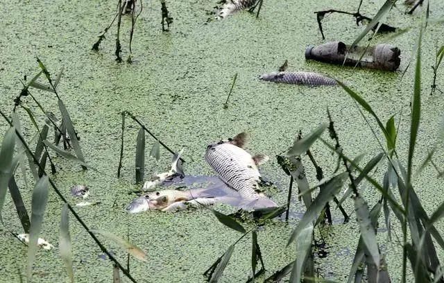 饭桌|四种鱼,趁早撤离饭桌,也许营养少且毒素多,鱼贩:知道越少越好