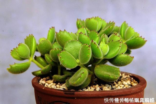 这些多肉很好养，容易养成“树”，还特别容易爆侧芽