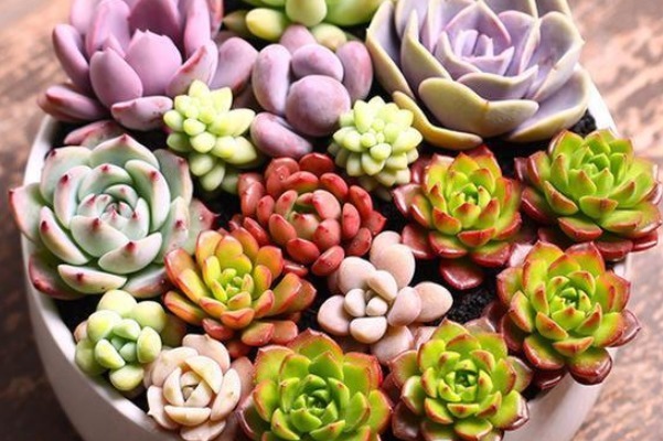 想让多肉变变色,只要做好三件事,下一秒效果绝对惊艳