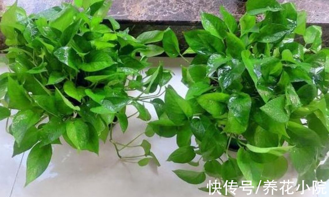 天冷了，给绿萝补点“营养”，整个冬天叶子绿油油