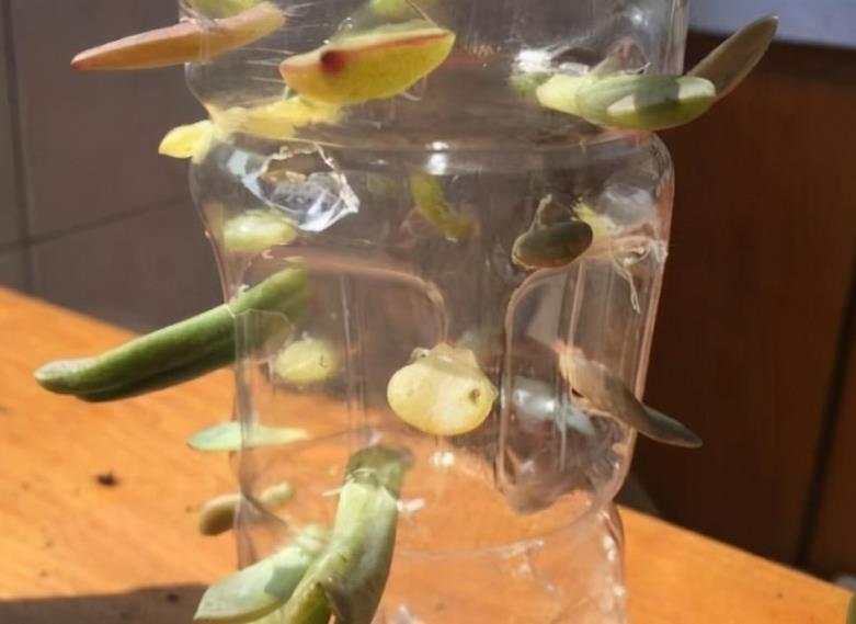 移栽|天热叶插多肉:生根、幼苗阶段得格外养护!