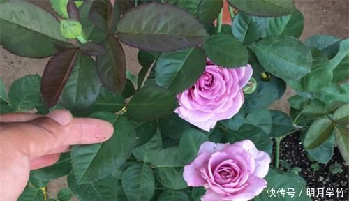 3种花漂亮又好养,花大色艳,埋土里就能活,室内也能种