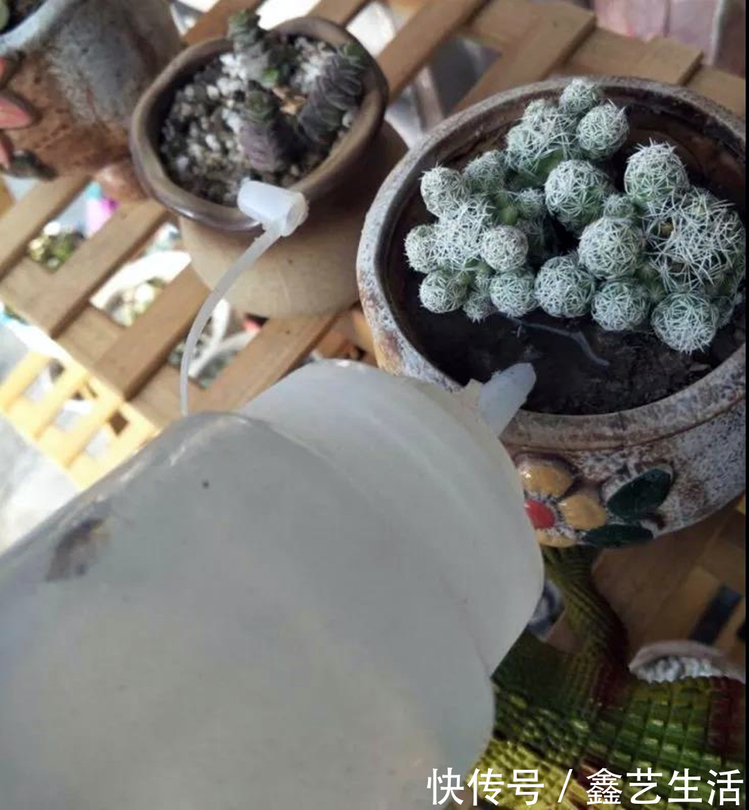 土壤|夏天多肉不能乱浇水，收好这几种正确的浇水方式