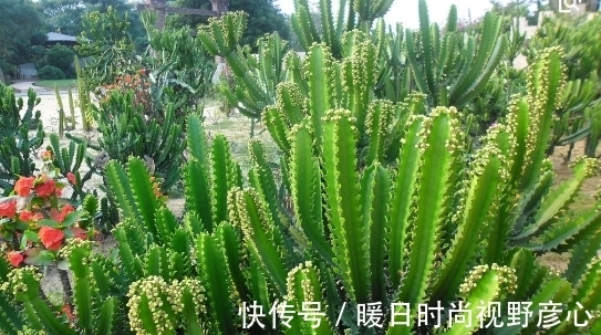 以下2种花哪怕再丑也要养,不仅是家里的守护神,还能镇宅!