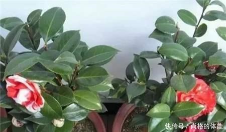 啤酒水浇花有技巧，里面加“4个小东西”，叶子油绿，花儿长疯了！