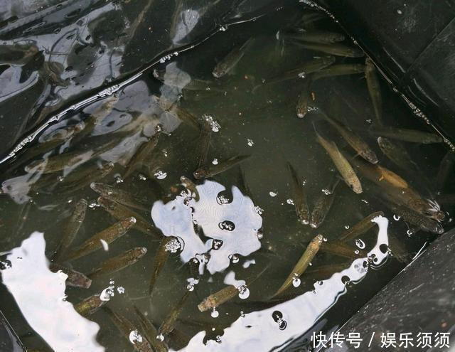 笑话|鱼盲钓了一百多条小草鱼,回家准备养起来,却成了村里的笑话