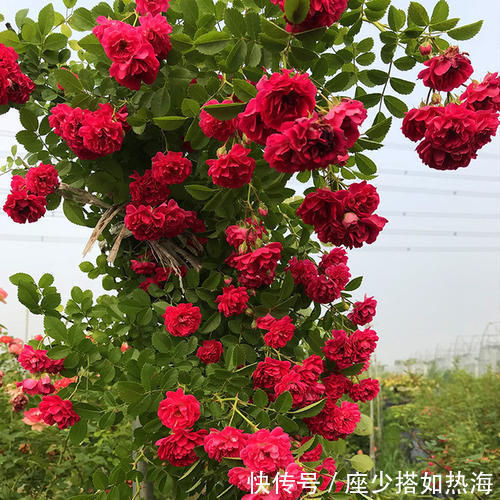 家里有个小露台,养上2棵红木香,一次开花100朵