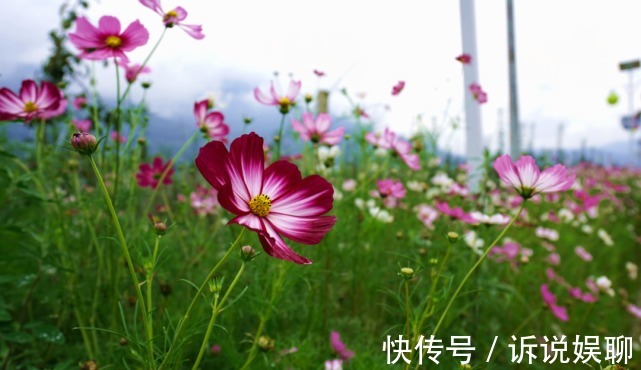 格桑花|嶲州陌上格桑花开，君可静静赏矣。