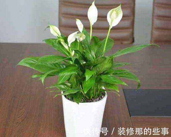 晒伤|适合客厅养的“4种花”,少晒太阳、少浇水,开花越旺“人也旺”