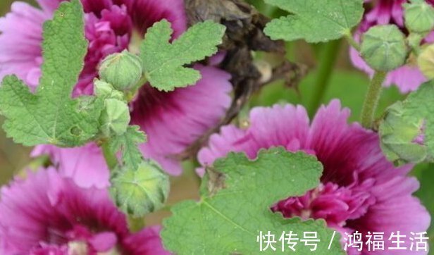 蜀葵|此花乃天国之花,比栀子花还香,还很好养,花繁色丽,观赏佳品