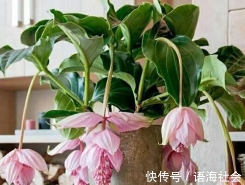 4款艳美的花卉，便宜又好养，花色鲜艳，适合种在庭院观赏