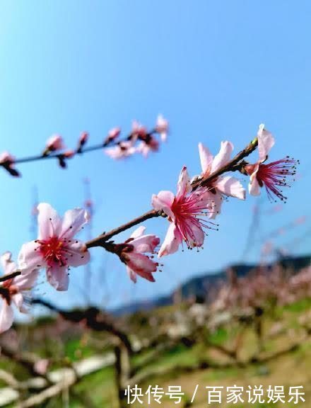 灼灼桃花开满园 枝头春意引客来