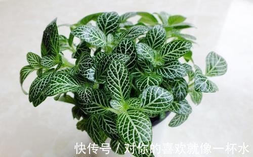 花盆|这种小东西,可是养花宝贝,盆底垫一些,不黄叶,根壮开花多!