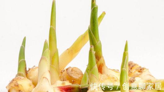 生姜|生姜不用买,阴面阳台种一排,多到吃不清