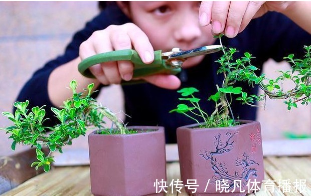 养花|喜欢养花，先戒掉7个坏习惯，不然啥花也养不好，你占了几个？