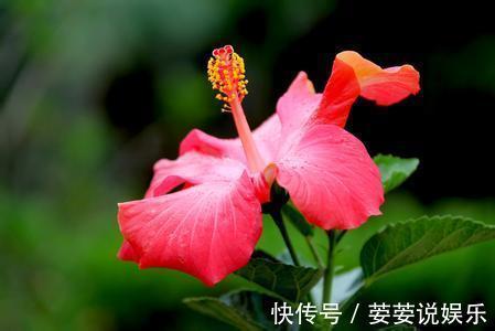 满枝|花期超长的10种花,种一盆一整年都花开满枝!